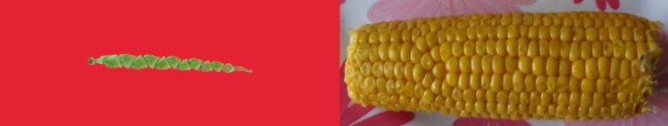 Teosinte y maíz convencional