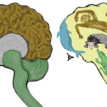 Modelo cuatriuno del cerebro