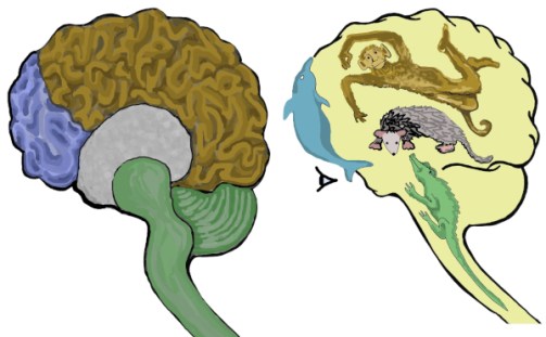 Modelo cuatriuno del cerebro