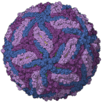 Representación del cápside del virus del Zika