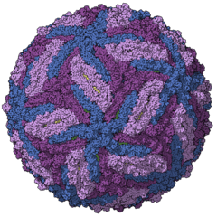 Representación del cápside del virus del Zika