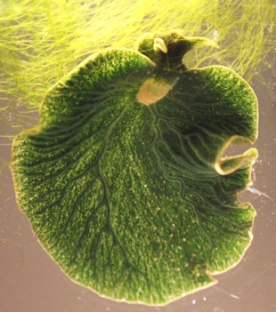 Elysia chlorotica