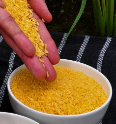 Arroz dorado