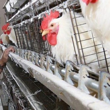 William Muir y sus gallinas