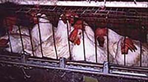 Las gallinas de William Muir