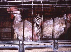 Gallinas de William Muir