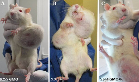 Retratos de tres de las ratas con tumores