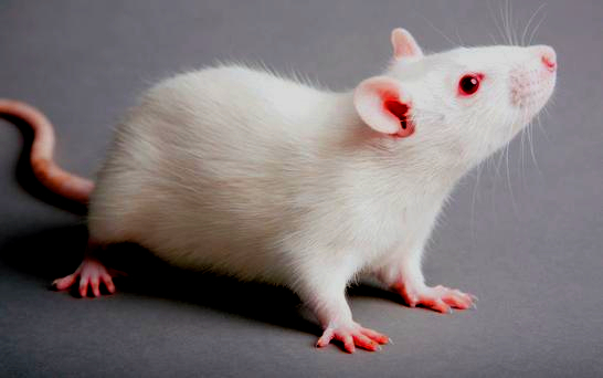 Rata Sprague Dawley albina