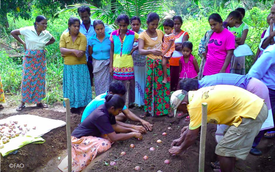 Agricultores ceilandeses