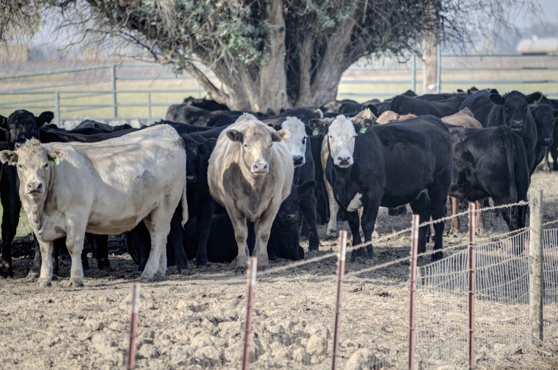 Vacas bajo un árbol