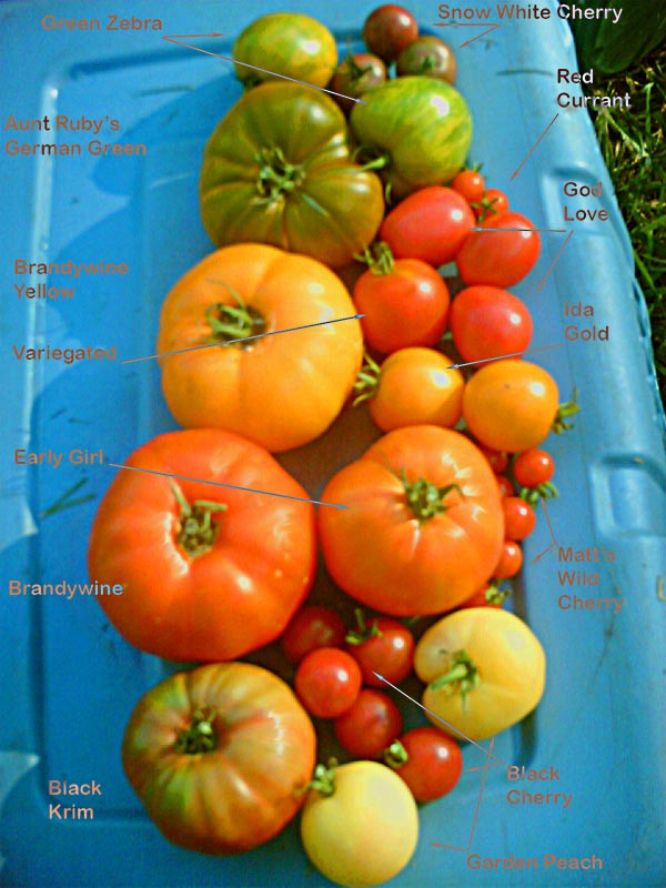 Variedades de tomates