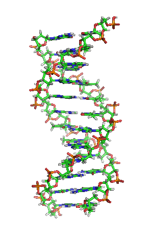 Representación animada de un ADN